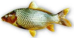 FAO: Common carp home.